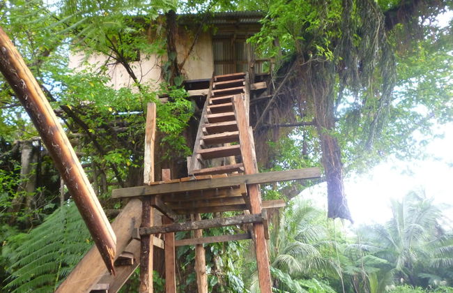 Castle Tree House - Photo 1