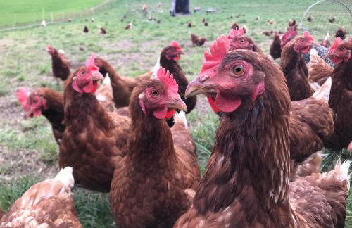 Burgstrasse Apartment Ost mit Garten und Sauna - Foto 38