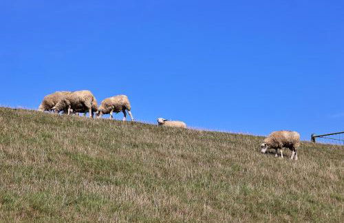 Ferienwohnungen "Zur Friesen Freude" - nur für Feriengäste - Foto 65