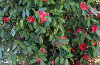 Il Casale degli Ulivi - Foto 13