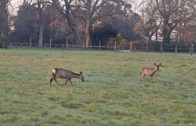 Luxury Shepherds Hut set in a Countryside Setting - Foto 11