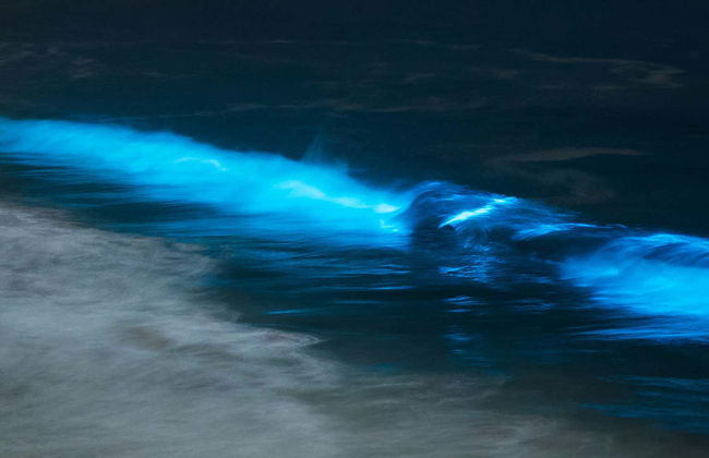 Playa Muertos Bioluminescence Tour - Photo 1