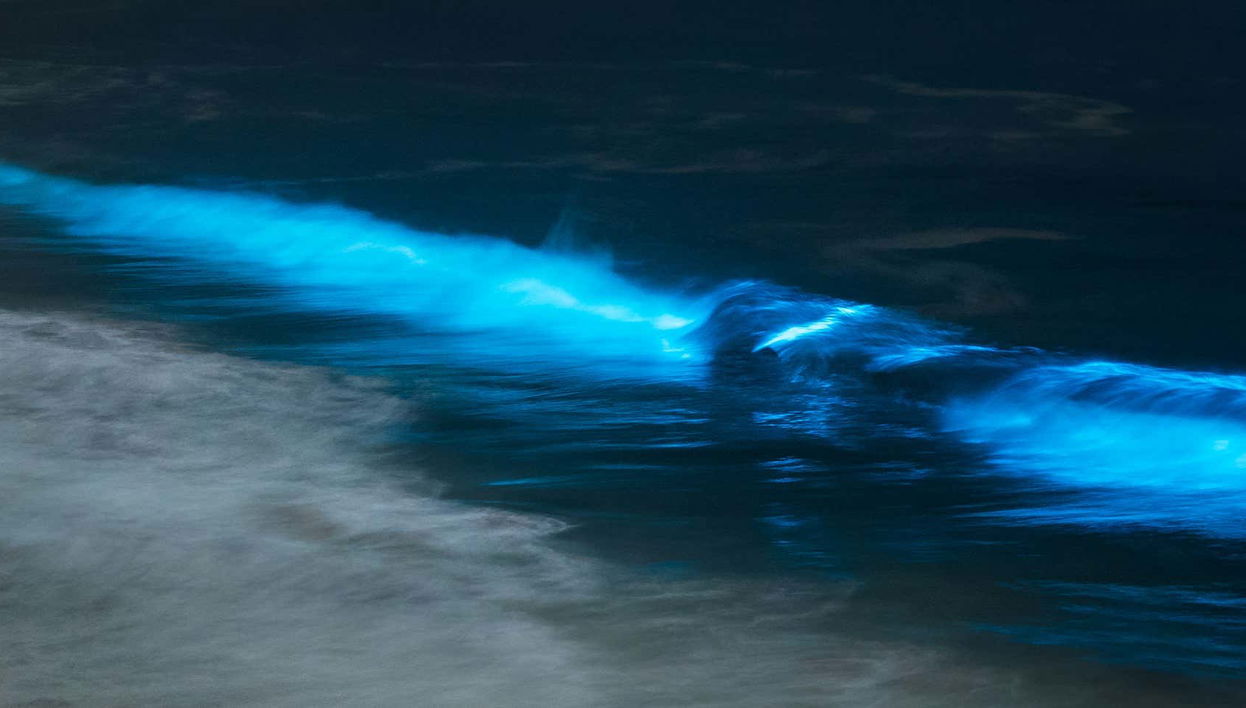 Tour del plancton bioluminescente a Playa Muertos