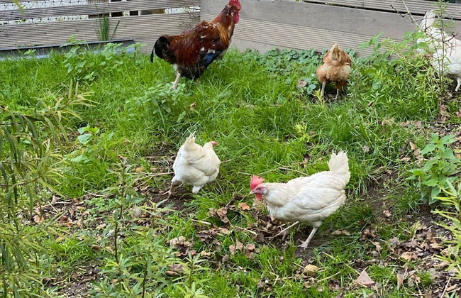 Kaiserhaus Harald Astner Ebbs Studio 2 - Foto 34