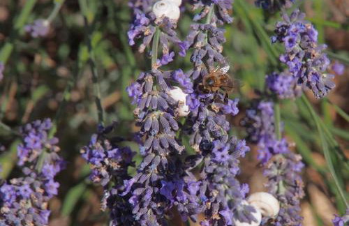 Une Heure Bleue - Foto 24