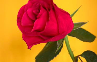 ARTvacanza Neustadt - Foto 13