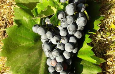 Casa Kühn - Foto 18