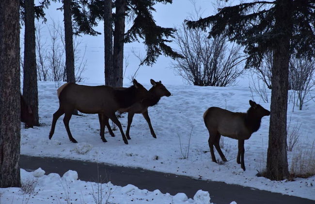Rundle Cliffs Lodge by Canmore Premier - Photo 31