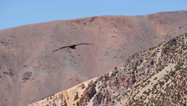 A condor flying over Los Morrillos