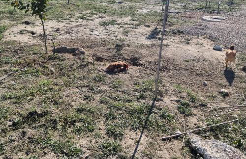 Agroktima Arta - Farm Stay - Foto 35