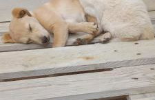 azienda agrituristica la torretta - Foto 13