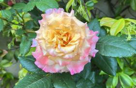 Villa Paradis - Cannes - Foto 43