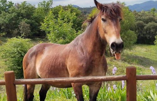 Mas 5 étoiles Cévennes - 4h30 de Genève - Calme absolu et Nature - Piscine 12m - Foto 8