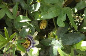 Agriturismo OlivArancio - Foto 25