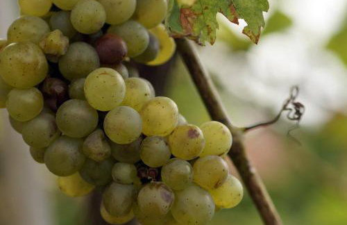 Apartments Solta - Foto 46