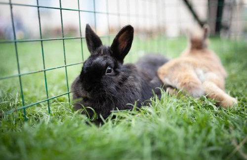 Gospodarstwo Agroturystyczne Kowalowe Wzgórze - Foto 29