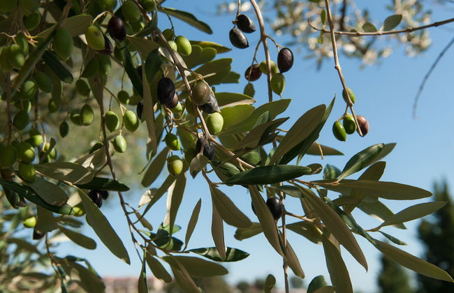 Villa Coralia - Photo 70