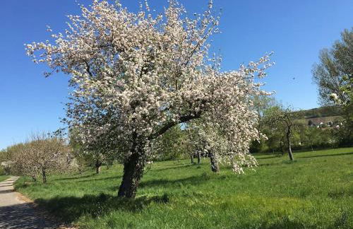 Ferienwohnung Weinbergsblick optimale Stadtnähe - Foto 21