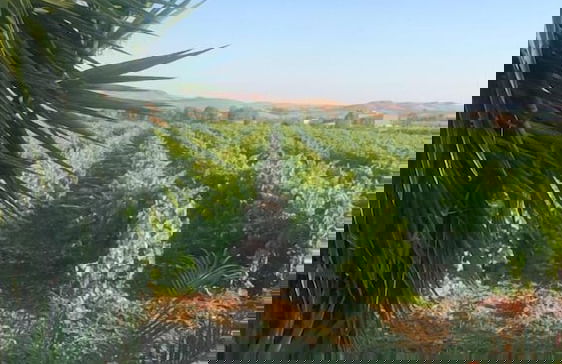 Agriturismo Baglio Antico - Foto 11