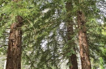 Domizil-Kaiserstuhl - Foto 26