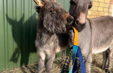 Wohnen im ehemaligen Kuhstall Stiehler Farm - Foto 32