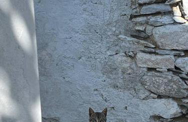 Dream House Little Villa - Amorgos - Photo 35