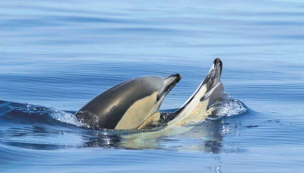 Vilamoura Dolphin Spotting - Foto 5, Admire dolphins in their natural habitat
