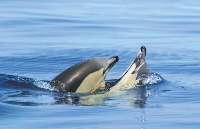 Vilamoura Dolphin Spotting - Foto 5