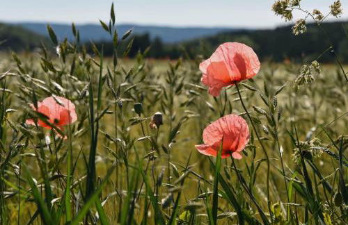 Ferienwohnung Im Weiler, 70 Qm - Foto 22