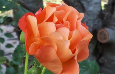 L’escale côté jardin - Foto 13