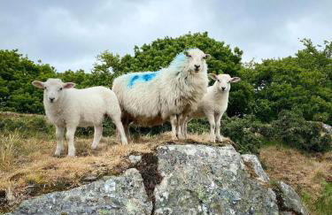 The Fishermans Cottage - Foto 36