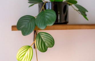 La Collina dei Conigli - immersi nella natura - Foto 54