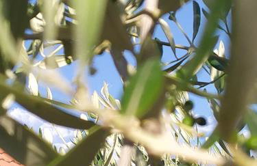 Kuća za odmor Mira blizu Biograda na moru - Foto 10