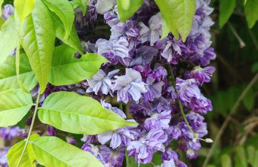 Wishbone Cottage In The Cotswolds - Foto 63