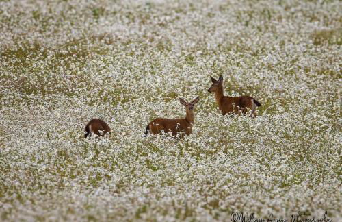 Welcome to Raven Ridge Lodge - where time slows - Photo 11