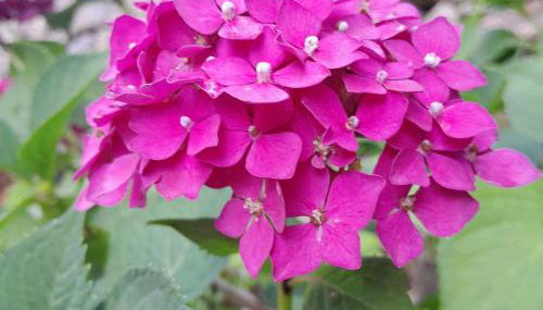 Gîte MANDRA chez gîtes QUE CANTA - Foto 3, Garden