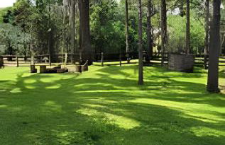 Cabana Pequeno Bosque Refúgio dás Águas - Foto 31