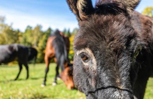 Fuchswiese - Photo 21