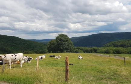 Sonnenschein am Rursee - Foto 44