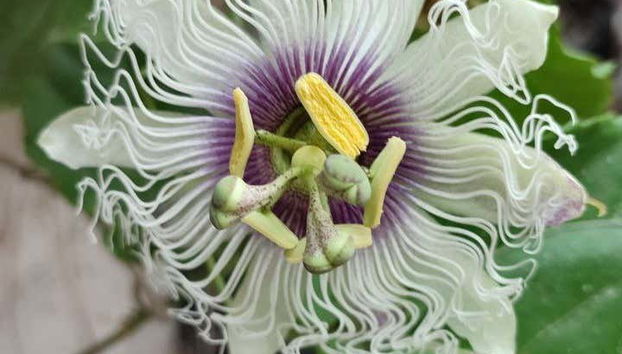 Admirando una flor de maracuyá