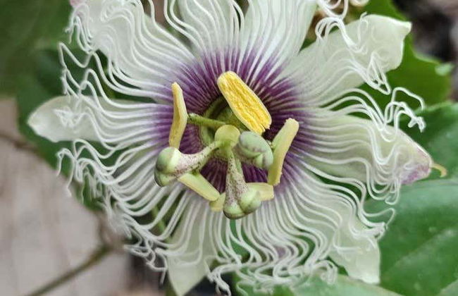 Visita a una finca de café y frutas tropicales - Foto 4