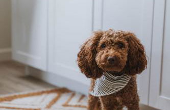 Sage Haven #5 - Foto 21