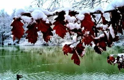 The Dotterry - Foto 7