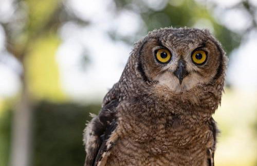 L'Aquila e L'Ulivo - Foto 23