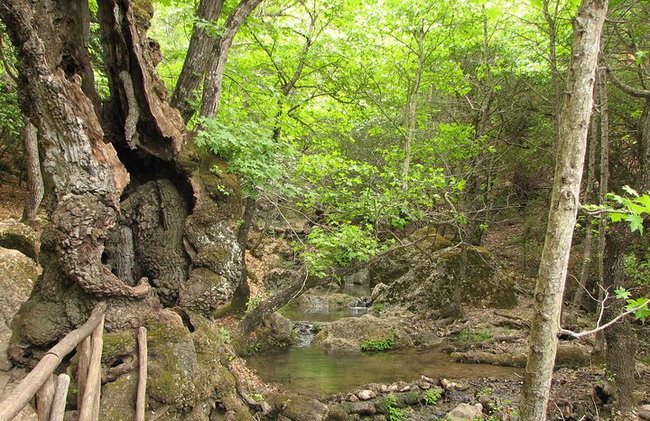 Butterflies Valley & Chalki from Rhodes - Photo 1