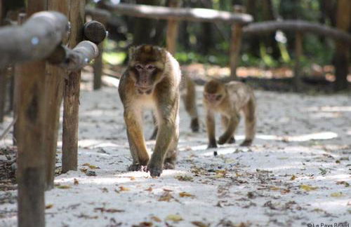 DISNEYLAND PARIS NEW STUDIO SUITE DESIGN - Foto 20