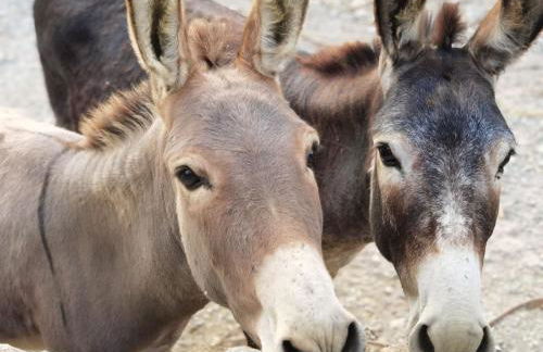 Agriturismo Monte Acuto - natura, mare & relax in piscina - Foto 19