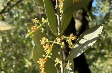 Beautiful Ligurian house with pool - Foto 8