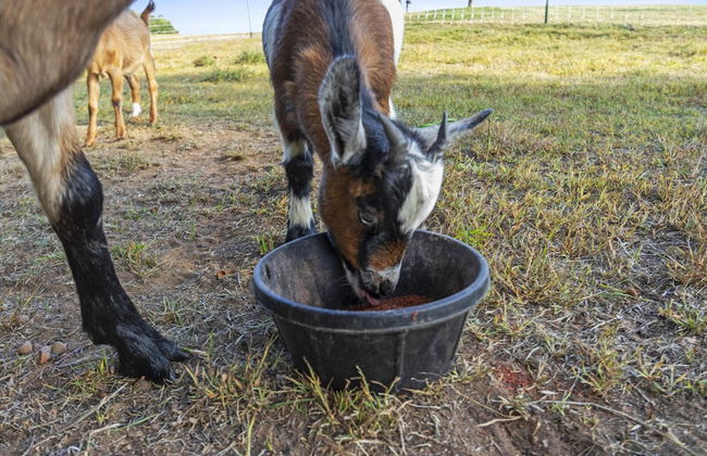 The Goat House Waterfront Hottub 3 Acres - Foto 66