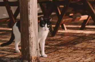 João Jungle - Foto 45